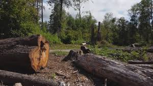 Best Hazardous Tree Removal  in Lake Tapps, WA